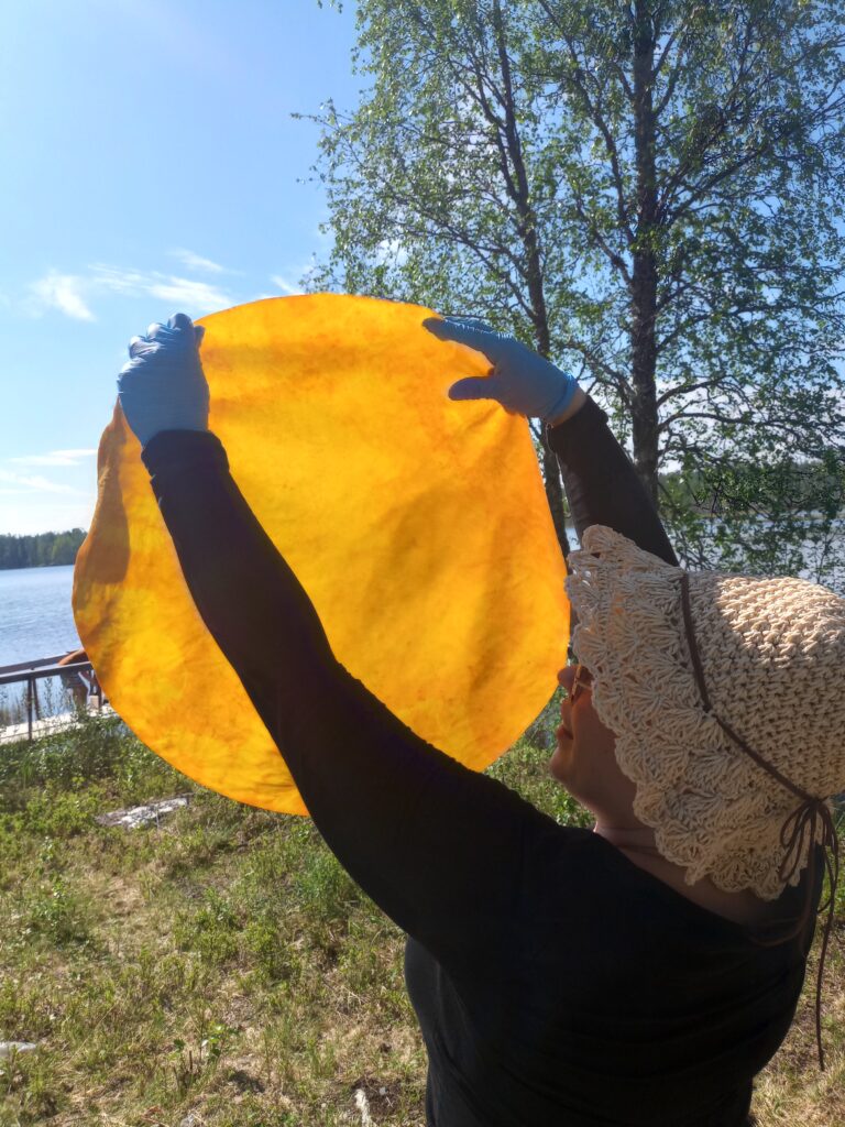 Yellow-dyed reindeer hide being lifted from the color bath during traditional drum-making process in Finnish Lapland.
